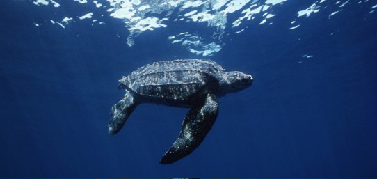 About - Leatherback Sea TurtleDermochelys coriacea